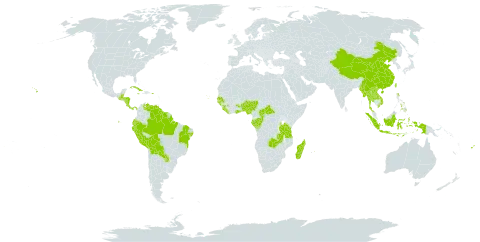 Spermacoce exilis world distribution map, present in Andorra, Benin, Burkina Faso, Belize, Bolivia (Plurinational State of), Brazil, Central African Republic, China, Congo, Cabo Verde, Costa Rica, Cuba, Dominica, Ecuador, Fiji, Gabon, Ghana, Guinea, Guinea-Bissau, Guatemala, Guyana, Honduras, Indonesia, Jamaica, Lao People's Democratic Republic, Liberia, Madagascar, Myanmar, Mauritius, Nigeria, Nicaragua, Nepal, Panama, Peru, Philippines, Puerto Rico, Paraguay, Senegal, Sierra Leone, Suriname, Thailand, Taiwan, Province of China, Tanzania, United Republic of, Uganda, United States of America, Venezuela (Bolivarian Republic of), Viet Nam, and Zambia