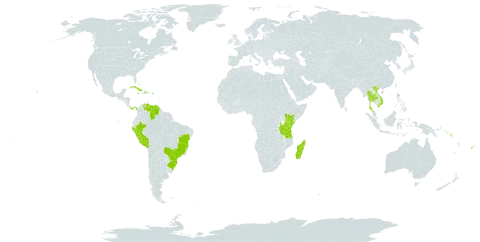 Spermacoce laevis world distribution map, present in Bahamas, Bermuda, Brazil, Cuba, Dominica, Fiji, Haiti, Jamaica, Kenya, Madagascar, Panama, Peru, Puerto Rico, Solomon Islands, Thailand, Tokelau, Tonga, Tanzania, United Republic of, Venezuela (Bolivarian Republic of), Viet Nam, Vanuatu, and Samoa