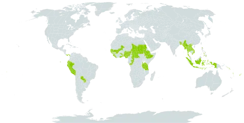 Spermacoce ocymoides world distribution map, present in Burkina Faso, Bangladesh, Central African Republic, Congo, Ecuador, Ethiopia, Fiji, Ghana, Guinea, Gambia, Guinea-Bissau, Indonesia, Lao People's Democratic Republic, Liberia, Maldives, Mali, Myanmar, Nigeria, Panama, Peru, Philippines, Paraguay, Sudan, Senegal, Solomon Islands, Sierra Leone, Chad, Togo, Thailand, Tanzania, United Republic of, Uganda, Viet Nam, Vanuatu, and Samoa