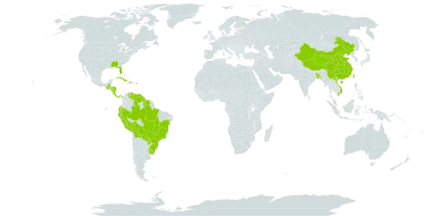 Spermacoce prostrata world distribution map, present in Aruba, Bangladesh, Bahamas, Belize, Bolivia (Plurinational State of), Brazil, China, Costa Rica, Cuba, Dominica, Ecuador, Guatemala, Guyana, Honduras, Haiti, Nicaragua, Panama, Peru, Puerto Rico, Paraguay, Suriname, Taiwan, Province of China, Uruguay, United States of America, Venezuela (Bolivarian Republic of), and Viet Nam