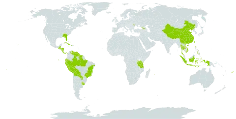 Spermacoce remota world distribution map, present in Åland Islands, Andorra, Bahamas, Belize, Bermuda, Bolivia (Plurinational State of), Brazil, China, Cook Islands, Costa Rica, Cuba, Cayman Islands, Dominica, Ecuador, Fiji, Georgia, Guatemala, Guyana, Honduras, Haiti, Indonesia, Jamaica, Moldova (Republic of), Maldives, Mauritius, Nicaragua, Nauru, Panama, Peru, Philippines, Puerto Rico, Paraguay, Suriname, Thailand, Tokelau, Tonga, Taiwan, Province of China, Tanzania, United Republic of, Uruguay, United States of America, Venezuela (Bolivarian Republic of), Viet Nam, Wallis and Futuna, and Samoa