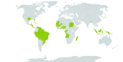 Spermacoce verticillata world distribution map, present in Angola, Andorra, Benin, Bangladesh, Bahamas, Belize, Bolivia (Plurinational State of), Brazil, Congo, Costa Rica, Cuba, Dominica, Gabon, Ghana, Guinea, Gambia, Guinea-Bissau, Guatemala, Guyana, Honduras, Haiti, Indonesia, Jamaica, Liberia, Madagascar, Mali, Mauritania, Mauritius, Nigeria, Nicaragua, Panama, Peru, Puerto Rico, Paraguay, Réunion, Sudan, Senegal, Sierra Leone, Suriname, Togo, Uruguay, United States of America, Venezuela (Bolivarian Republic of), and Vanuatu