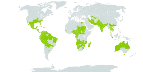 Sphenoclea zeylanica world distribution map, present in Afghanistan, Angola, Argentina, Australia, Benin, Burkina Faso, Bangladesh, Belize, Bolivia (Plurinational State of), Brazil, Botswana, Central African Republic, China, Cameroon, Congo, Colombia, Costa Rica, Cuba, Dominican Republic, Ecuador, Egypt, Gabon, Guinea, Guinea-Bissau, French Guiana, Guyana, Honduras, Indonesia, India, Iran (Islamic Republic of), Iceland, Japan, Cambodia, Lao People's Democratic Republic, Sri Lanka, Madagascar, Mexico, Myanmar, Mozambique, Malawi, Malaysia, Namibia, Nigeria, Nicaragua, Nepal, Pakistan, Panama, Peru, Philippines, Puerto Rico, Paraguay, Sudan, South Sudan, Suriname, eSwatini, Chad, Togo, Thailand, Tajikistan, Timor-Leste, Trinidad and Tobago, Taiwan, Province of China, United States of America, Uzbekistan, Venezuela (Bolivarian Republic of), Viet Nam, South Africa, Zambia, and Zimbabwe