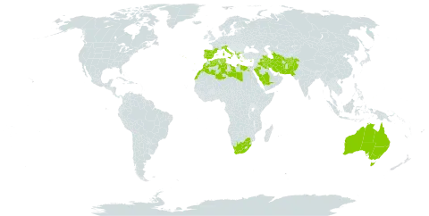 Sphenopus divaricatus world distribution map, present in Afghanistan, Albania, Australia, Cyprus, Algeria, Egypt, Spain, France, Greece, Iran (Islamic Republic of), Iraq, Italy, Kuwait, Libya, Morocco, Pakistan, Palau, Portugal, Saudi Arabia, Singapore, Turks and Caicos Islands, Turkmenistan, Tunisia, and South Africa