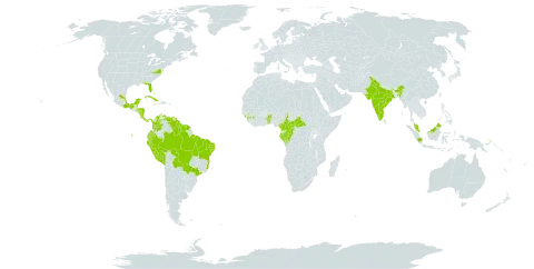 Spigelia anthelmia world distribution map, present in Anguilla, American Samoa, Antigua and Barbuda, Benin, Bonaire, Sint Eustatius and Saba, Burkina Faso, Bahamas, Belize, Bolivia (Plurinational State of), Brazil, Barbados, Central African Republic, Cameroon, Congo, Colombia, Costa Rica, Cuba, Cayman Islands, Dominica, Ecuador, Gabon, Guinea, Equatorial Guinea, Grenada, French Guiana, Guyana, Honduras, Indonesia, India, Jamaica, Saint Lucia, Sri Lanka, Mexico, Montserrat, Martinique, Malaysia, Nicaragua, Panama, Peru, Papua New Guinea, Puerto Rico, Suriname, Turks and Caicos Islands, Togo, Trinidad and Tobago, United States of America, Saint Vincent and the Grenadines, and Venezuela (Bolivarian Republic of)