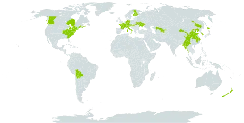 Spiraea japonica world distribution map, present in Austria, Bolivia (Plurinational State of), Canada, Switzerland, China, Germany, Finland, France, Hungary, Italy, Japan, Korea (Republic of), Liechtenstein, Myanmar, New Zealand, Ukraine, United States of America, and Uzbekistan