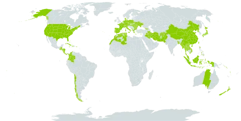 Spiranthes world distribution map, present in Afghanistan, Åland Islands, Albania, Australia, Austria, Bangladesh, Bulgaria, Bahamas, Belize, Bermuda, Switzerland, Chile, China, Colombia, Costa Rica, Cuba, Cyprus, Czech Republic, Germany, Dominica, Denmark, Algeria, Spain, France, Micronesia (Federated States of), Georgia, Greece, Guatemala, Honduras, Haiti, Hungary, Indonesia, Ireland, Iran (Islamic Republic of), Iraq, Italy, Jamaica, Japan, Lao People's Democratic Republic, Morocco, Moldova (Republic of), Myanmar, Montenegro, Malaysia, Nicaragua, Netherlands, Nepal, New Zealand, Pakistan, Panama, Philippines, Poland, Puerto Rico, Korea (Democratic People's Republic of), Portugal, Romania, Solomon Islands, Turks and Caicos Islands, Thailand, Tonga, Tunisia, Taiwan, Province of China, Ukraine, United States of America, Viet Nam, Vanuatu, and Samoa