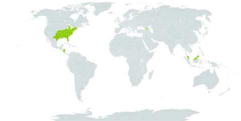 Spiranthes tuberosa world distribution map, present in Åland Islands, Micronesia (Federated States of), Georgia, Malaysia, Nicaragua, and United States of America