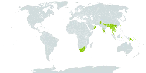 Spondias pinnata world distribution map, present in Bangladesh, Bhutan, China, Micronesia (Federated States of), Indonesia, India, Iceland, Cambodia, Lao People's Democratic Republic, Sri Lanka, Myanmar, Malaysia, Nepal, Oman, Pakistan, Philippines, Palau, Papua New Guinea, Thailand, Taiwan, Province of China, United States of America, Viet Nam, and South Africa