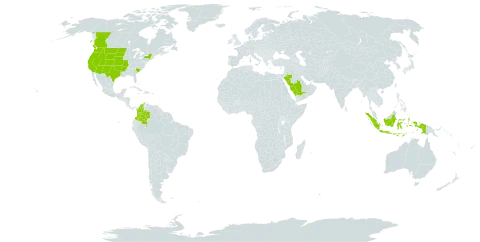 Sporobolus airoides world distribution map, present in Canada, Colombia, Indonesia, Saudi Arabia, and United States of America