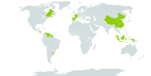 Sporobolus alterniflorus world distribution map, present in Åland Islands, Canada, China, Spain, France, Georgia, Guyana, Indonesia, Malaysia, Nicaragua, Suriname, Taiwan, Province of China, Uruguay, and Venezuela (Bolivarian Republic of)