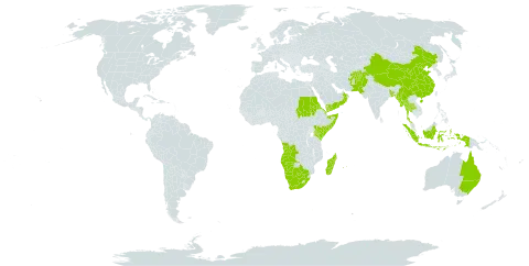 Sporobolus coromandelianus world distribution map, present in Afghanistan, Angola, Australia, Bangladesh, Botswana, China, Djibouti, Eritrea, Indonesia, Kenya, Madagascar, Myanmar, Mauritius, Namibia, Oman, Pakistan, Réunion, Sudan, Somalia, Thailand, Yemen, and South Africa