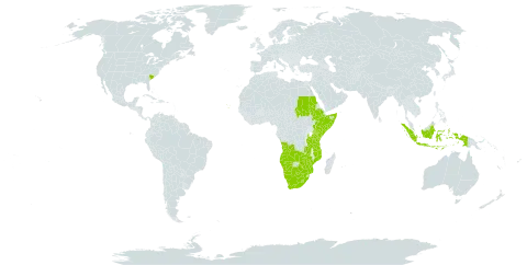 Sporobolus fimbriatus world distribution map, present in Angola, Botswana, Cabo Verde, Ethiopia, Indonesia, Kenya, Lesotho, Mozambique, Namibia, Sudan, Somalia, Tanzania, United Republic of, Uganda, United States of America, South Africa, Zambia, and Zimbabwe