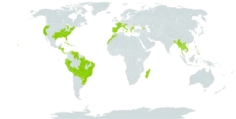 Sporobolus indicus world distribution map, present in Åland Islands, Austria, Bangladesh, Bulgaria, Bahamas, Belize, Bermuda, Bolivia (Plurinational State of), Brazil, Costa Rica, Cuba, Dominica, Ecuador, Spain, Fiji, France, Micronesia (Federated States of), Georgia, Greece, Guatemala, Honduras, Haiti, Italy, Jamaica, Lao People's Democratic Republic, Morocco, Moldova (Republic of), Madagascar, Myanmar, Mauritius, Norfolk Island, Nicaragua, Panama, Peru, Philippines, Palau, Puerto Rico, Portugal, Paraguay, Réunion, Thailand, Uruguay, United States of America, Venezuela (Bolivarian Republic of), and Viet Nam