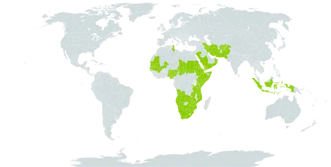 Sporobolus ioclados world distribution map, present in Afghanistan, Angola, Burkina Faso, Botswana, Cabo Verde, Djibouti, Eritrea, Ethiopia, Indonesia, Iran (Islamic Republic of), Kenya, Kuwait, Mali, Mozambique, Mauritania, Namibia, Nigeria, Oman, Pakistan, Palau, Rwanda, Saudi Arabia, Sudan, Senegal, Somalia, eSwatini, Chad, Tunisia, Tanzania, United Republic of, Uganda, Yemen, South Africa, Zambia, and Zimbabwe