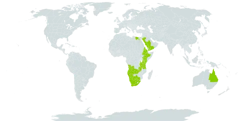 Sporobolus natalensis world distribution map, present in Angola, Australia, Botswana, Egypt, Eritrea, Ethiopia, Kenya, Namibia, Saudi Arabia, Tanzania, United Republic of, Uganda, Yemen, South Africa, and Zambia