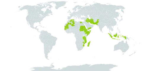 Sporobolus niliacus world distribution map, present in Algeria, Egypt, Eritrea, Ethiopia, Indonesia, Iran (Islamic Republic of), Iraq, Madagascar, Mozambique, Mauritania, Pakistan, Palau, Sudan, Senegal, Somalia, Tanzania, United Republic of, and Yemen