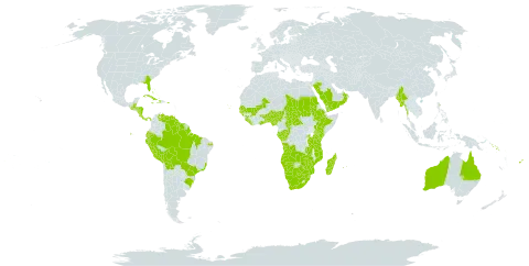 Sporobolus pyramidalis world distribution map, present in Angola, Åland Islands, Australia, Benin, Burkina Faso, Bahamas, Belize, Bolivia (Plurinational State of), Brazil, Botswana, Central African Republic, Congo, Cook Islands, Cabo Verde, Costa Rica, Cuba, Cayman Islands, Dominica, Ecuador, Ethiopia, Fiji, Gabon, Ghana, Guinea, Gambia, Guinea-Bissau, Guatemala, Guyana, Honduras, Haiti, Jamaica, Kenya, Liberia, Madagascar, Mali, Myanmar, Mozambique, Mauritius, Namibia, Nigeria, Nicaragua, Oman, Panama, Peru, Puerto Rico, Réunion, Rwanda, Saudi Arabia, Sudan, Senegal, Solomon Islands, Sierra Leone, Suriname, eSwatini, Seychelles, Chad, Togo, Tokelau, Tanzania, United Republic of, Uganda, United States of America, Venezuela (Bolivarian Republic of), Wallis and Futuna, Yemen, South Africa, Zambia, and Zimbabwe