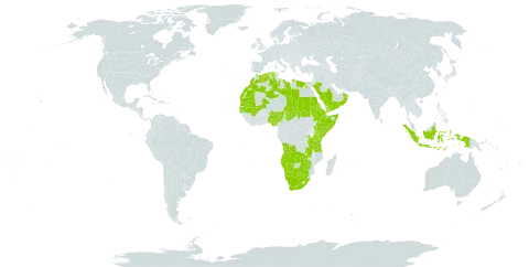 Sporobolus spicatus world distribution map, present in Angola, Burkina Faso, Botswana, Djibouti, Algeria, Egypt, Eritrea, Ethiopia, Gambia, Indonesia, Kenya, Libya, Morocco, Mali, Mauritania, Namibia, Nigeria, Oman, Rwanda, Saudi Arabia, Sudan, Senegal, Singapore, Somalia, Chad, Tanzania, United Republic of, Uganda, Yemen, South Africa, Zambia, and Zimbabwe