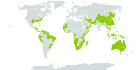 Sporobolus virginicus world distribution map, present in Aruba, Angola, Åland Islands, Andorra, Australia, Benin, Bangladesh, Bahamas, Belize, Bermuda, Brazil, China, Congo, Costa Rica, Cuba, Cayman Islands, Cyprus, Dominica, Ecuador, Fiji, Gabon, Georgia, Ghana, Guinea, Guinea-Bissau, Guatemala, Guyana, Honduras, Haiti, Indonesia, Iran (Islamic Republic of), Jamaica, Kenya, Liberia, Moldova (Republic of), Madagascar, Mozambique, Mauritania, Mauritius, Namibia, Norfolk Island, Nicaragua, Oman, Pakistan, Panama, Peru, Philippines, Puerto Rico, Senegal, Sierra Leone, Somalia, Suriname, Seychelles, Turks and Caicos Islands, Togo, Thailand, Taiwan, Province of China, Tanzania, United Republic of, United States of America, Venezuela (Bolivarian Republic of), Viet Nam, Yemen, South Africa, and Zimbabwe