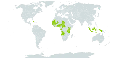 Stachytarpheta marginata world distribution map, present in Angola, Benin, Burkina Faso, Central African Republic, Cuba, Gabon, Ghana, Guinea, Gambia, Guinea-Bissau, Indonesia, Kenya, Liberia, Mali, Mauritania, Nigeria, Senegal, Sierra Leone, Chad, Togo, Tanzania, United Republic of, and Uganda