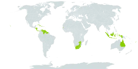 Stachytarpheta mutabilis world distribution map, present in Australia, Costa Rica, Cuba, Dominica, Fiji, Guyana, Honduras, Haiti, Indonesia, Jamaica, Nicaragua, Panama, Puerto Rico, Suriname, Seychelles, United States of America, Venezuela (Bolivarian Republic of), South Africa, and Zimbabwe