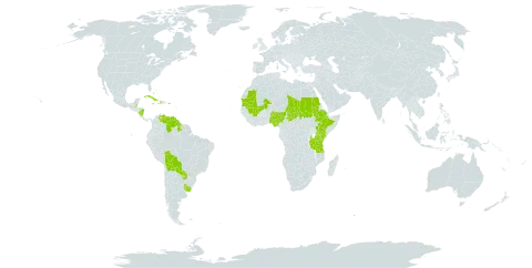 Stapfochloa world distribution map, present in Bahamas, Belize, Bolivia (Plurinational State of), Cuba, Dominica, Ethiopia, Guyana, Haiti, Jamaica, Kenya, Mali, Mauritania, Nigeria, Nicaragua, Puerto Rico, Paraguay, Sudan, Chad, Tanzania, United Republic of, Uganda, Uruguay, and Venezuela (Bolivarian Republic of)