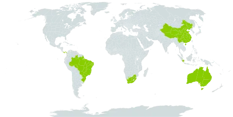 Staurogyne world distribution map, present in Australia, Brazil, China, Indonesia, Iceland, Panama, and South Africa