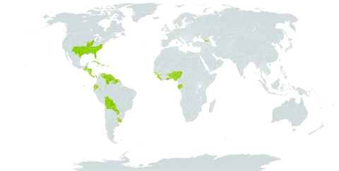 Steinchisma world distribution map, present in Åland Islands, Benin, Burkina Faso, Bahamas, Belize, Bolivia (Plurinational State of), Costa Rica, Cuba, Dominica, Ecuador, Gabon, Georgia, Ghana, Guinea, Guinea-Bissau, Guatemala, Guyana, Honduras, Haiti, Jamaica, Liberia, Nigeria, Nicaragua, Panama, Puerto Rico, Paraguay, Sierra Leone, Suriname, Togo, Uruguay, United States of America, and Venezuela (Bolivarian Republic of)