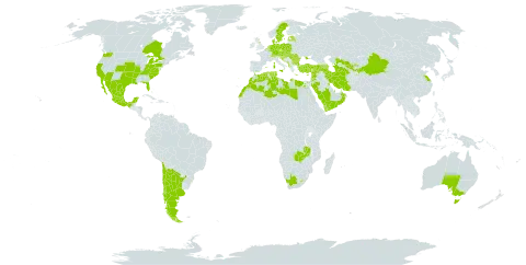 Stellaria apetala world distribution map, present in Afghanistan, Albania, Argentina, Armenia, Australia, Austria, Azerbaijan, Belgium, Bulgaria, Bosnia and Herzegovina, Canada, Switzerland, Chile, China, Cyprus, Czech Republic, Germany, Denmark, Algeria, Egypt, Spain, Estonia, France, United Kingdom of Great Britain and Northern Ireland, Gibraltar, Greece, Croatia, Hungary, Iran (Islamic Republic of), Iceland, Israel, Italy, Jordan, Kuwait, Lebanon, Libya, Liechtenstein, Lesotho, Luxembourg, Latvia, Morocco, Mexico, North Macedonia, Malta, Montenegro, Netherlands, Oman, Poland, Portugal, Qatar, Romania, Saudi Arabia, Serbia, Slovakia, Slovenia, Sweden, Syrian Arab Republic, Tajikistan, Turkmenistan, Tunisia, Turkey, Ukraine, United States of America, Uzbekistan, Yemen, South Africa, and Zambia