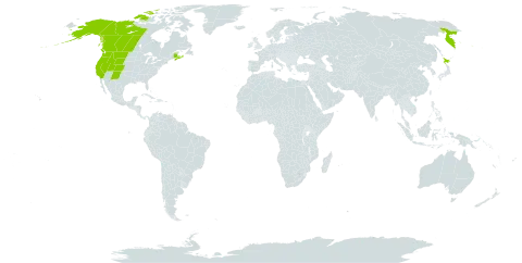 Stellaria calycantha world distribution map, present in Canada, France, Japan, Russian Federation, and United States of America