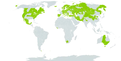 Stellaria graminea world distribution map, present in Afghanistan, Albania, Andorra, Argentina, Australia, Austria, Azerbaijan, Belgium, Bulgaria, Bosnia and Herzegovina, Belarus, Canada, Switzerland, China, Czech Republic, Germany, Denmark, Spain, Estonia, Finland, France, United Kingdom of Great Britain and Northern Ireland, Georgia, Greece, Croatia, Hungary, India, Iran (Islamic Republic of), Iceland, Italy, Kazakhstan, Liberia, Liechtenstein, Lithuania, Luxembourg, Latvia, Mexico, North Macedonia, Malta, Montenegro, Mongolia, Netherlands, Norway, Nepal, New Zealand, Pakistan, Poland, Portugal, Romania, Russian Federation, South Georgia and the South Sandwich Islands, Saint Pierre and Miquelon, Serbia, Slovakia, Slovenia, Sweden, Turkey, Ukraine, United States of America, and South Africa