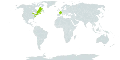 Stellaria holostea world distribution map, present in Canada, France, United Kingdom of Great Britain and Northern Ireland, and United States of America