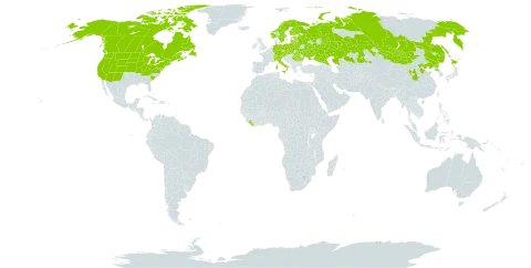 Stellaria longifolia world distribution map, present in Austria, Belarus, Canada, Switzerland, China, Czech Republic, Germany, Estonia, Finland, France, Italy, Japan, Kazakhstan, Liberia, Lithuania, Latvia, Mongolia, Norway, Poland, Korea (Democratic People's Republic of), Romania, Russian Federation, Saint Pierre and Miquelon, Slovakia, Sweden, Ukraine, and United States of America