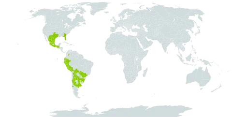 Stenandrium dulce world distribution map, present in Argentina, Bolivia (Plurinational State of), Brazil, Chile, Colombia, Ecuador, Guatemala, Mexico, Peru, Paraguay, Uruguay, and United States of America