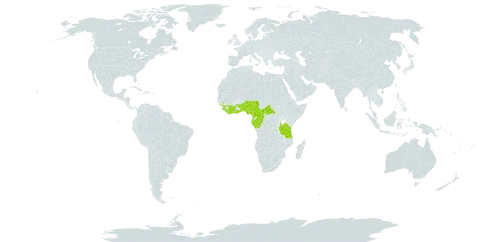 Stephania dinklagei world distribution map, present in Angola, Benin, Central African Republic, Côte d'Ivoire, Cameroon, Congo, Gabon, Ghana, Guinea, Equatorial Guinea, Liberia, Nigeria, Sierra Leone, Togo, Tanzania, United Republic of, and Uganda