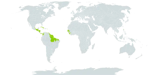 Stigmaphyllon bannisterioides world distribution map, present in Belize, Brazil, Barbados, Colombia, Cuba, Dominica, Guinea, Guatemala, French Guiana, Guyana, Honduras, Jamaica, Saint Lucia, Mexico, Nicaragua, Panama, Puerto Rico, Senegal, Sierra Leone, Suriname, Trinidad and Tobago, and Venezuela (Bolivarian Republic of)