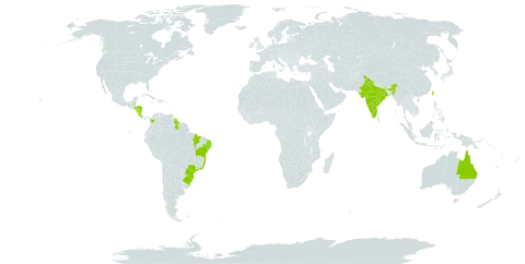 Stigmaphyllon ciliatum world distribution map, present in Australia, Belize, Brazil, Barbados, Colombia, Costa Rica, Guyana, Honduras, India, Nicaragua, Trinidad and Tobago, Taiwan, Province of China, Uruguay, and Venezuela (Bolivarian Republic of)