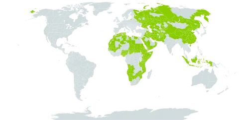 Stipagrostis world distribution map, present in Afghanistan, Angola, Botswana, China, Cabo Verde, Cyprus, Djibouti, Algeria, Egypt, Eritrea, Ethiopia, Indonesia, Iran (Islamic Republic of), Iraq, Kazakhstan, Kenya, Kyrgyzstan, Kuwait, Libya, Lesotho, Morocco, Mali, Mozambique, Mauritania, Namibia, Nigeria, Oman, Pakistan, Palau, Russian Federation, Saudi Arabia, Sudan, Senegal, Singapore, Somalia, eSwatini, Turks and Caicos Islands, Chad, Turkmenistan, Tunisia, Tanzania, United Republic of, Uganda, Uzbekistan, Yemen, and Zimbabwe