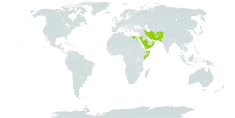 Stipagrostis paradisea world distribution map, present in Afghanistan, Djibouti, Egypt, Iran (Islamic Republic of), Oman, Pakistan, Saudi Arabia, Somalia, and Yemen