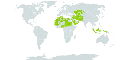 Stipagrostis plumosa world distribution map, present in Afghanistan, Cyprus, Algeria, Egypt, Indonesia, Iran (Islamic Republic of), Iraq, Kazakhstan, Kuwait, Libya, Morocco, Mali, Mauritania, Nigeria, Oman, Pakistan, Palau, Saudi Arabia, Sudan, Senegal, Singapore, Turks and Caicos Islands, Chad, Turkmenistan, Tunisia, Uzbekistan, and Yemen