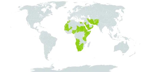 Stipagrostis uniplumis world distribution map, present in Afghanistan, Angola, Botswana, Cabo Verde, Egypt, Eritrea, Ethiopia, Iran (Islamic Republic of), Kenya, Morocco, Mali, Mauritania, Namibia, Nigeria, Oman, Pakistan, Palau, Saudi Arabia, Sudan, Senegal, Somalia, eSwatini, Chad, Tanzania, United Republic of, Uganda, Yemen, South Africa, and Zimbabwe