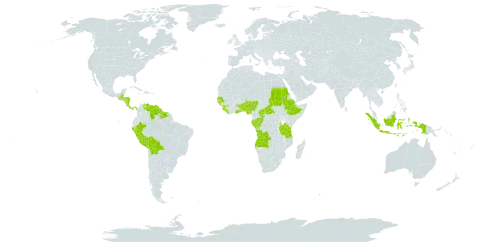 Streptogyna world distribution map, present in Angola, Benin, Belize, Bolivia (Plurinational State of), Central African Republic, Congo, Costa Rica, Ethiopia, Gabon, Ghana, Guinea, Guinea-Bissau, Guatemala, Guyana, Honduras, Indonesia, Liberia, Nigeria, Nicaragua, Panama, Peru, Sudan, Senegal, Sierra Leone, Suriname, Togo, Tanzania, United Republic of, Uganda, and Venezuela (Bolivarian Republic of)