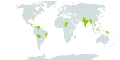 Strobilanthes alternata world distribution map, present in Benin, Belize, Bolivia (Plurinational State of), Brazil, Colombia, Fiji, Micronesia (Federated States of), Guadeloupe, Guam, Honduras, India, Saint Lucia, Myanmar, Montserrat, Martinique, Malaysia, Nicaragua, Niue, Panama, Philippines, Palau, Papua New Guinea, Puerto Rico, Singapore, Chad, Tokelau, Trinidad and Tobago, United States of America, Venezuela (Bolivarian Republic of), and Viet Nam