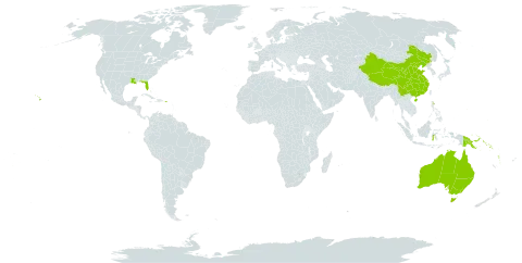 Strobilanthes reptans world distribution map, present in Australia, China, Micronesia (Federated States of), Guam, Indonesia, Kiribati, Marshall Islands, Philippines, Palau, Papua New Guinea, Puerto Rico, Solomon Islands, Tonga, United States of America, and Vanuatu