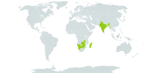 Strychnos potatorum world distribution map, present in Burundi, Botswana, India, Sri Lanka, Madagascar, Myanmar, Malawi, Namibia, South Africa, Zambia, and Zimbabwe