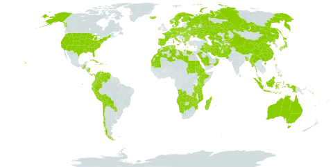 Stuckenia world distribution map, present in Afghanistan, Angola, Åland Islands, Albania, Australia, Austria, Burkina Faso, Bangladesh, Bulgaria, Belarus, Belize, Bolivia (Plurinational State of), Botswana, Switzerland, Chile, China, Colombia, Cabo Verde, Cuba, Cyprus, Czech Republic, Germany, Denmark, Algeria, Ecuador, Egypt, Eritrea, Spain, Ethiopia, Finland, France, Micronesia (Federated States of), Greece, Guatemala, Haiti, Hungary, Indonesia, Ireland, Iran (Islamic Republic of), Iraq, Iceland, Italy, Japan, Kazakhstan, Kenya, Kyrgyzstan, Libya, Morocco, Madagascar, Myanmar, Montenegro, Mozambique, Mauritania, Mauritius, Malaysia, Namibia, Nicaragua, Netherlands, Norway, Nepal, Oman, Pakistan, Panama, Peru, Philippines, Palau, Poland, Korea (Democratic People's Republic of), Portugal, Paraguay, Réunion, Romania, Russian Federation, Rwanda, Saudi Arabia, Sudan, Singapore, Solomon Islands, Sweden, Turks and Caicos Islands, Turkmenistan, Tunisia, Taiwan, Province of China, Tanzania, United Republic of, Uganda, Ukraine, United States of America, Uzbekistan, Venezuela (Bolivarian Republic of), Zambia, and Zimbabwe