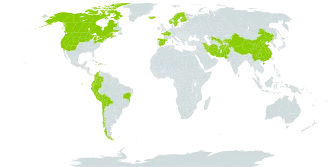 Stuckenia filiformis world distribution map, present in Afghanistan, Bolivia (Plurinational State of), Brazil, Canada, Chile, China, Colombia, Ecuador, Spain, Finland, France, Micronesia (Federated States of), Haiti, Ireland, Iran (Islamic Republic of), Iceland, Kyrgyzstan, Montenegro, Norway, Nepal, Pakistan, Peru, Palau, Sweden, Turks and Caicos Islands, United States of America, and Uzbekistan