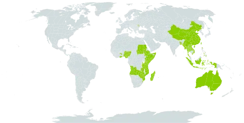 Suregada world distribution map, present in Angola, Andorra, Australia, Bangladesh, China, Comoros, Ethiopia, Ghana, Indonesia, Kenya, Lao People's Democratic Republic, Moldova (Republic of), Madagascar, Myanmar, Mozambique, Nigeria, Philippines, Réunion, Sudan, Somalia, eSwatini, Thailand, Taiwan, Province of China, Tanzania, United Republic of, Uganda, Viet Nam, Zambia, and Zimbabwe