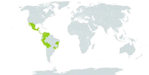 Swartzia simplex var. grandiflora world distribution map, present in American Samoa, Bolivia (Plurinational State of), Brazil, Colombia, Costa Rica, Guatemala, Mexico, Panama, Peru, and Venezuela (Bolivarian Republic of)